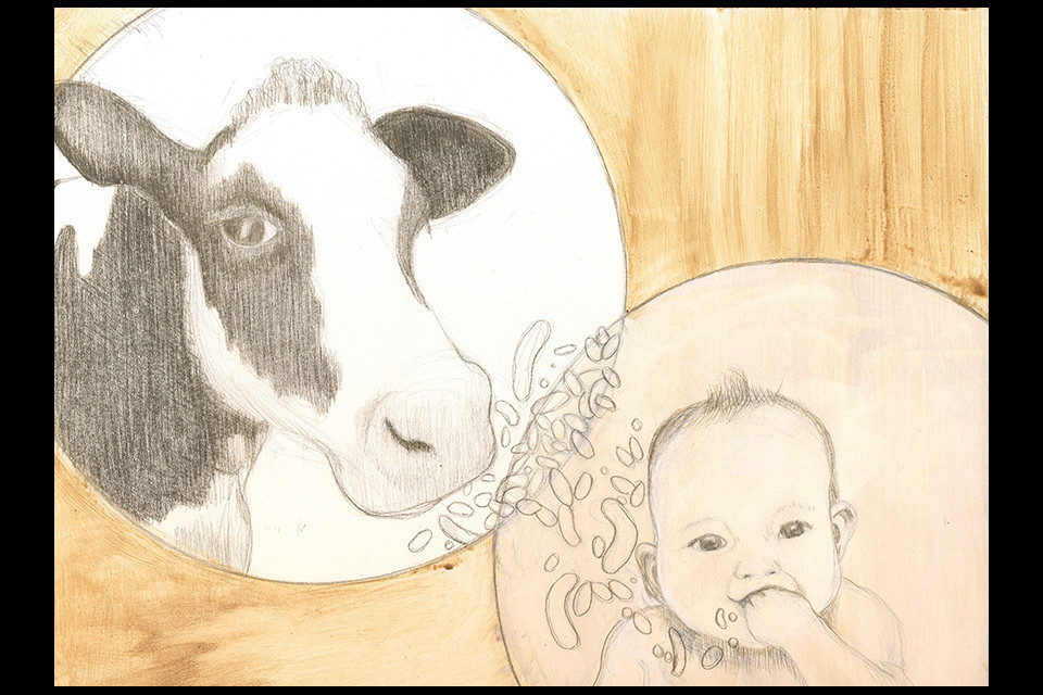 cow_baby-web